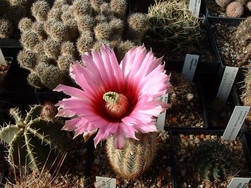 Echinocereus fitchii SB861.JPG